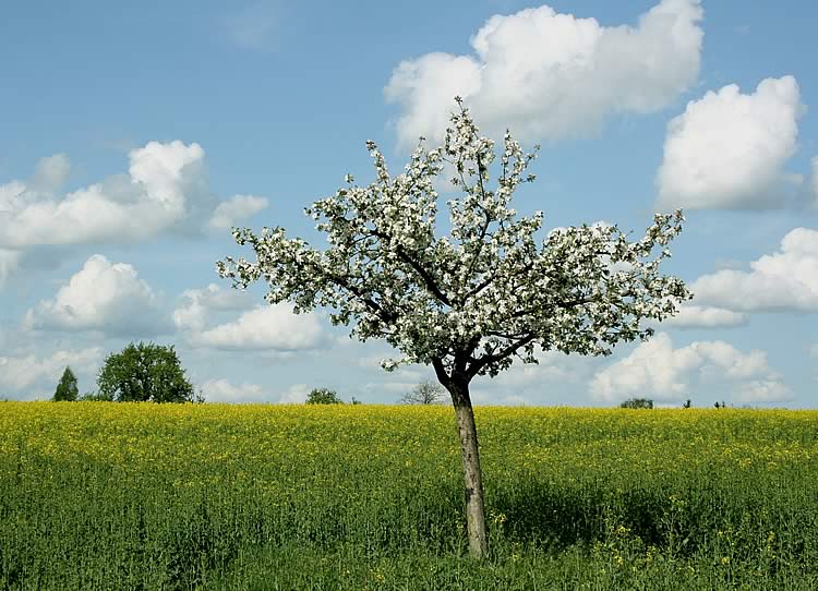 Of Trees and Table Cloths