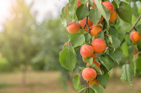 How to Prune Fruit Trees: A Step-by-Step Guide