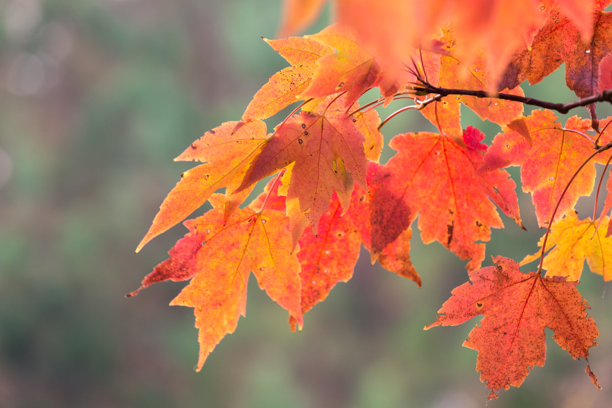 Falling In Love With Fall