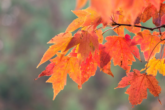 Falling In Love With Fall