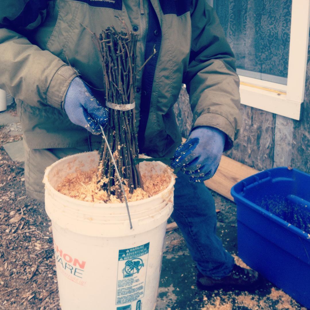 A Backyard Apple Orchard of Your Own: Part 2