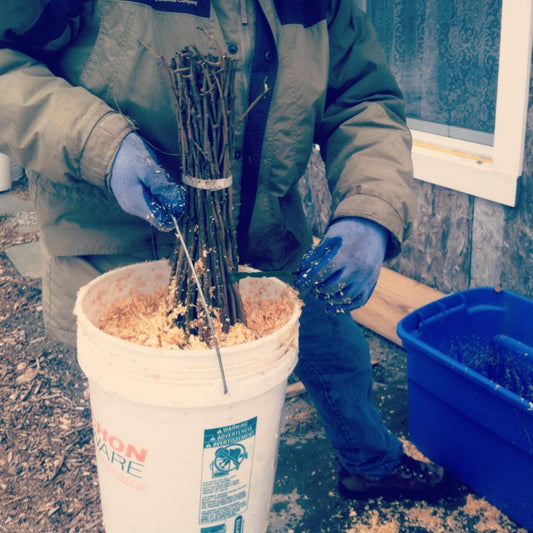 A Backyard Apple Orchard of Your Own: Part 2