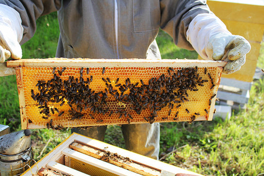 5 Things I Learned My First Month as a Beekeeper