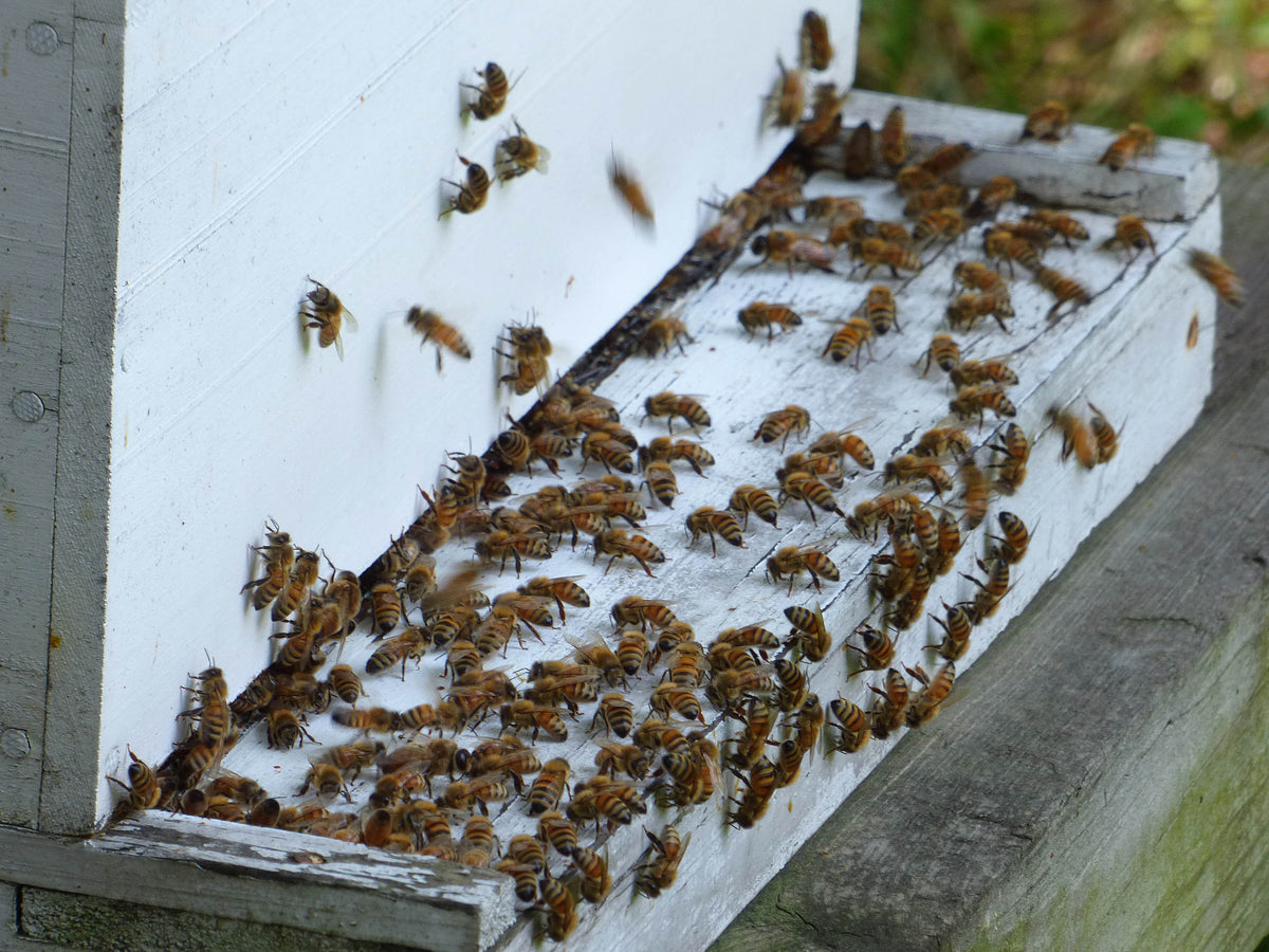 The Allure of Bees, Part 3: Love Rekindled