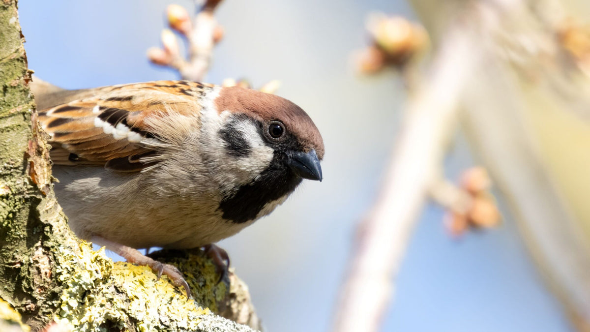 The Joys of Bird Watching