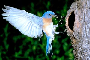 May the Bluebird of Happiness...