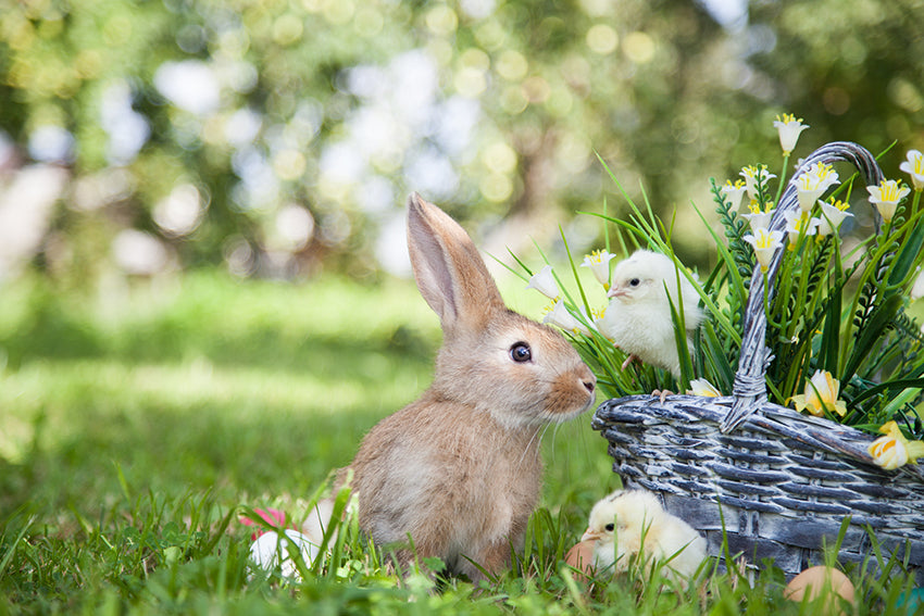 Our Favorite Easter Traditions