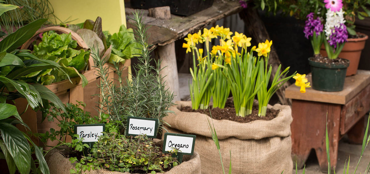 No foolin': Anything can be a planter!
