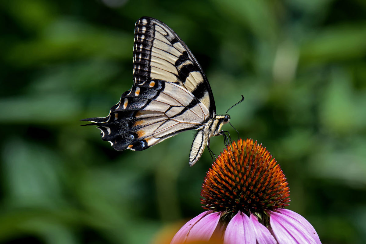 The Benefits of Planting Native Plants