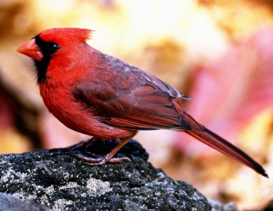Decorate For the Birds