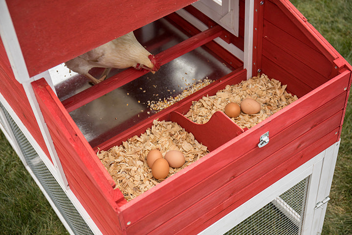 The Chicken Class at Lehman's: A Beginner's Guide