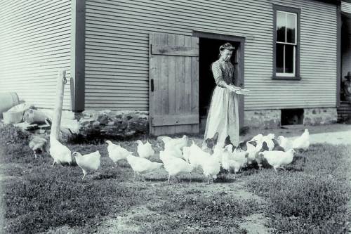 Hypnotizing Chickens