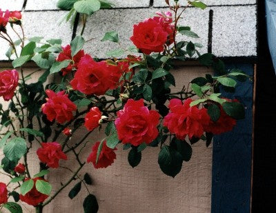 A Rose by Any Other Name: Part II