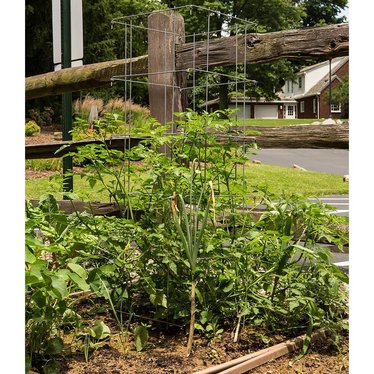 Growing Tomatoes, Part IV: Productive Maturity