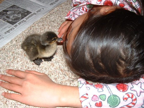 Milagro the Duck (or, Never Give Up!)