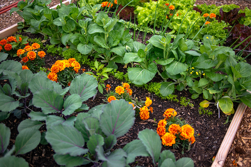 Companion Planting: How to Plant a Thriving Garden