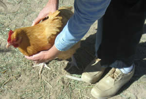 The Gift of a Chicken Story