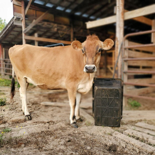 A Sustainable Way of Life