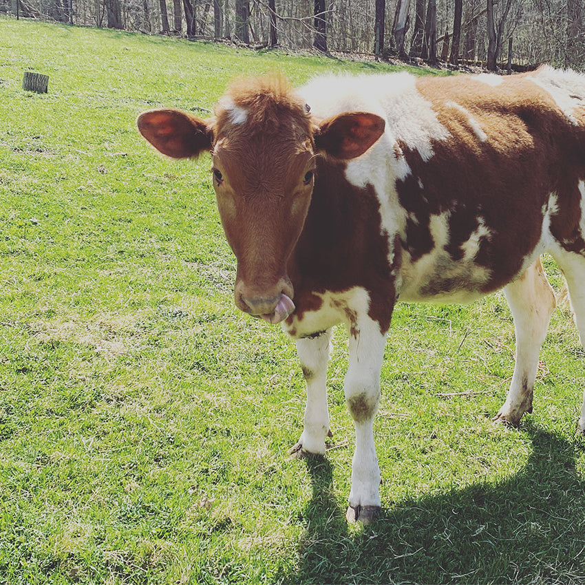 Goat Milk vs. Cow Milk: How to Choose
