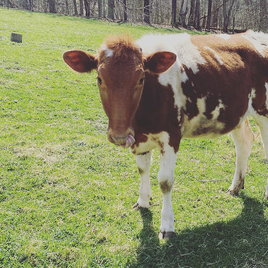 Goat Milk vs. Cow Milk: How to Choose