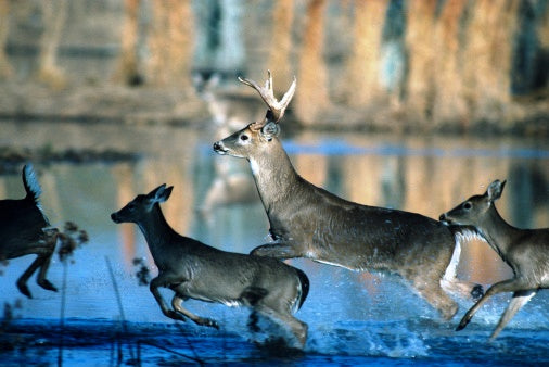 Home Venison Processing: Economical, Healthy and Satisfying