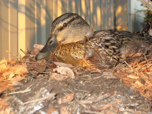 A new future mom - the duck
