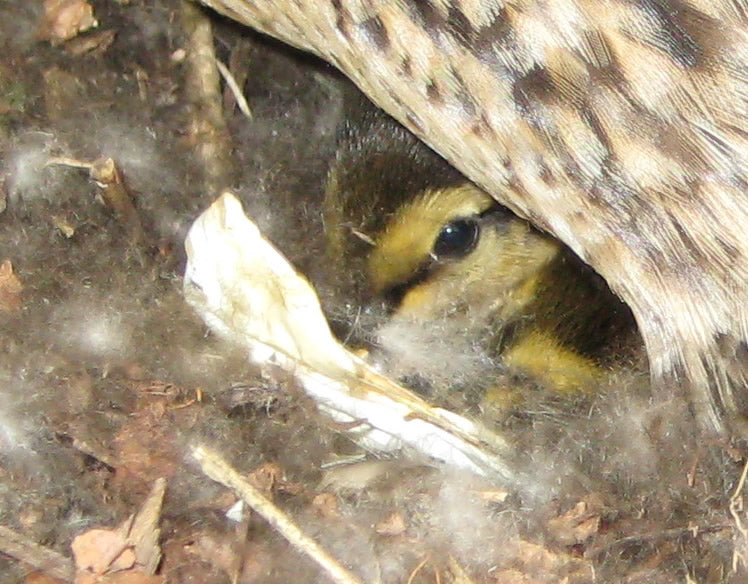 The Hatching - Duck update