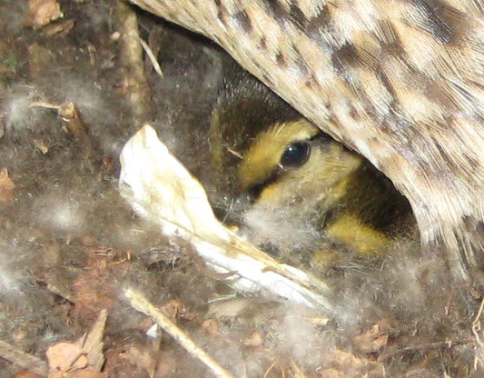 The Hatching - Duck update