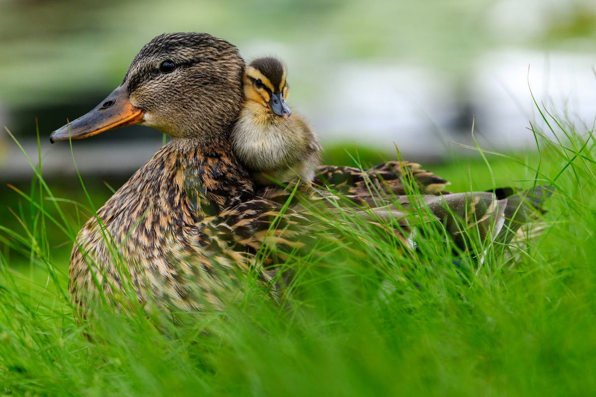 Six Little Ducks That I Once Knew...