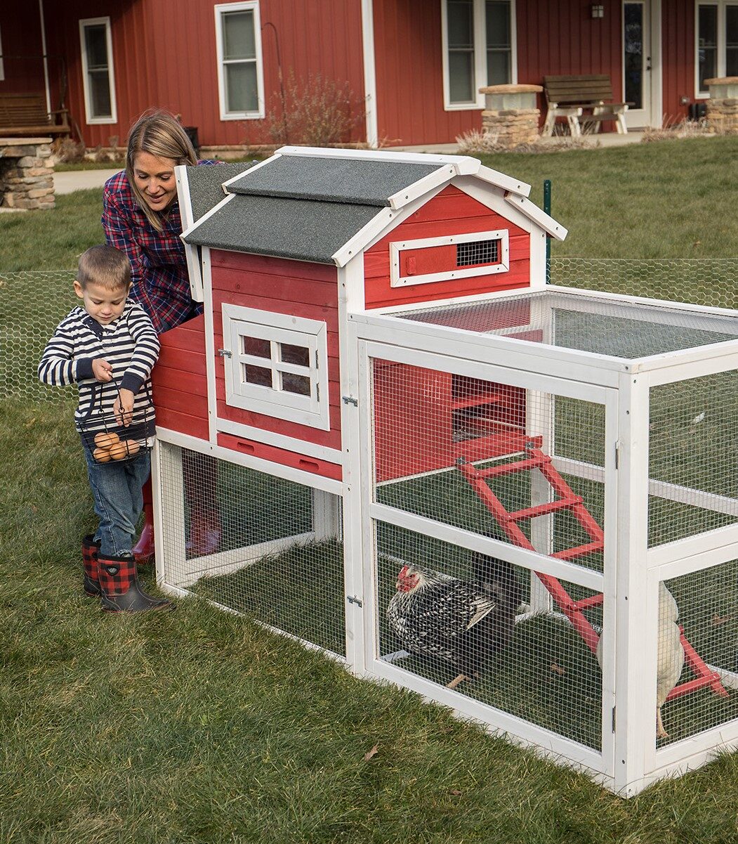 Top 10 Things You Should Know Before Raising Chickens