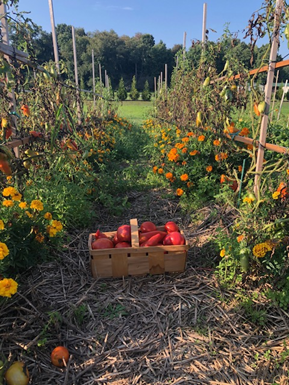 From My Desk: Heirloom Tomatoes
