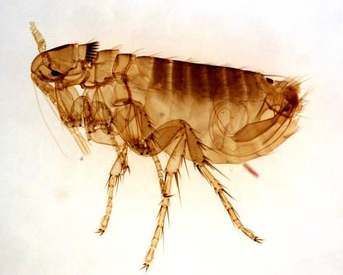 Tiny, acrobatic blood-suckers: Fleas