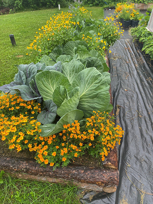 5 Reasons to Plant Flowers in Your Garden