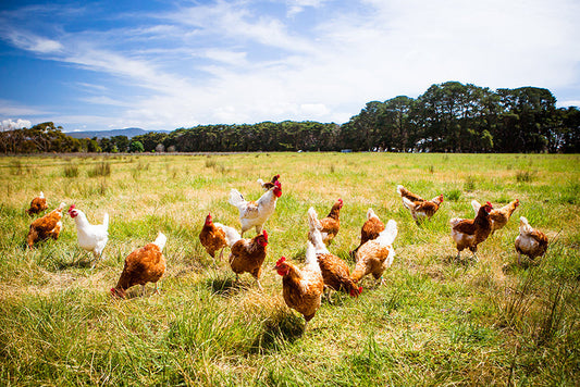 10 Things That Will Impact Your Homestead (For the Better)