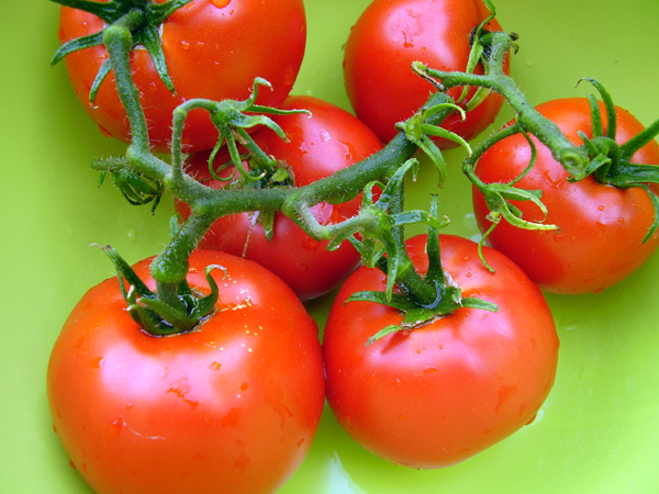 Growing Tomatoes, Part II: Sprouts!
