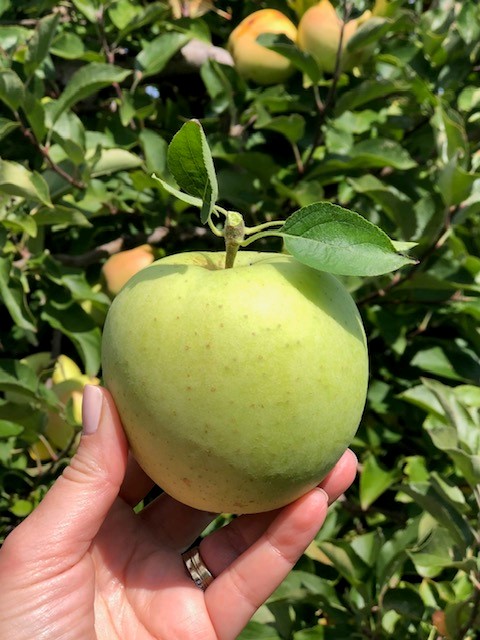 From My Desk: Apple Season