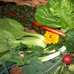 Save Seeds, Plan Ahead: How B. Girard Does Garden 2014