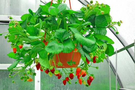 Apartment Gardening Hacks: How to Grow Food in Limited Space