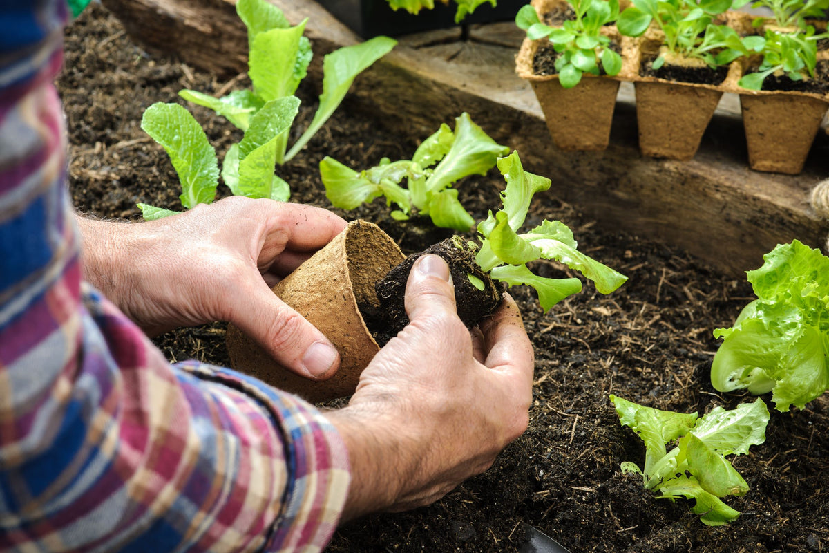 Soil Tips for New Gardeners