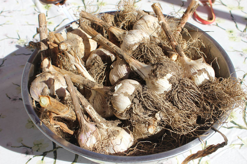 The Perpetual Garden: Enjoy Garlic for Decades