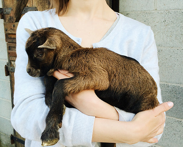 Managing Life as a Homesteader