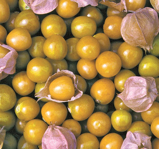 Mysteries of The Ground Cherry