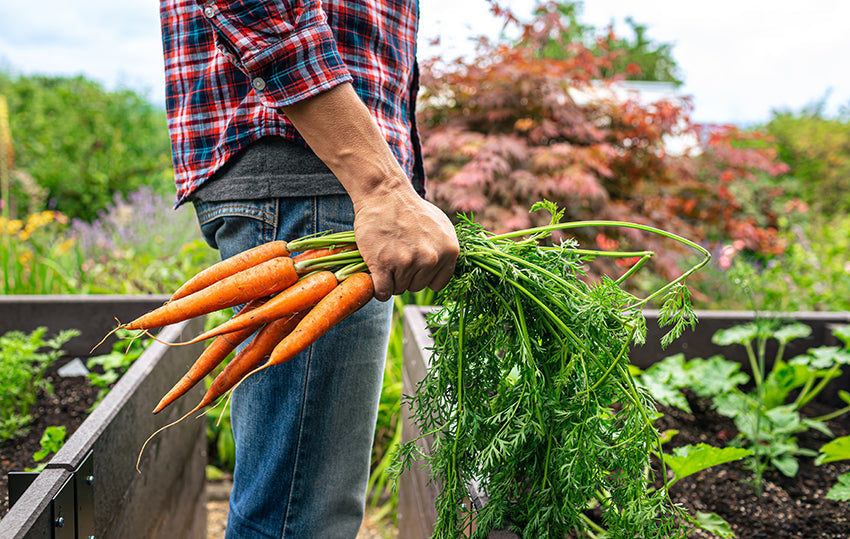 Planting a Heart-Healthy Garden