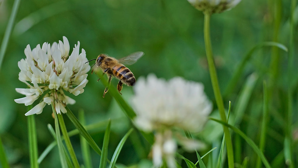 The Allure of Bees, Part 1