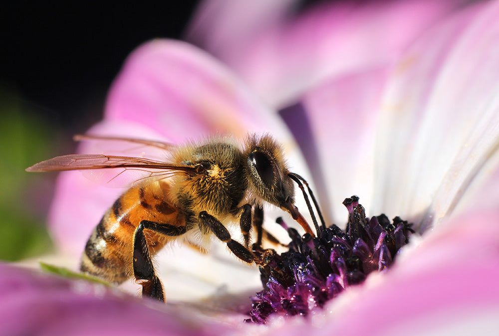The Allure of Bees, Part 2: Smitten