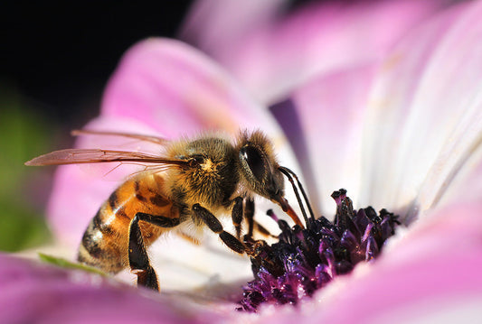 The Allure of Bees, Part 2: Smitten