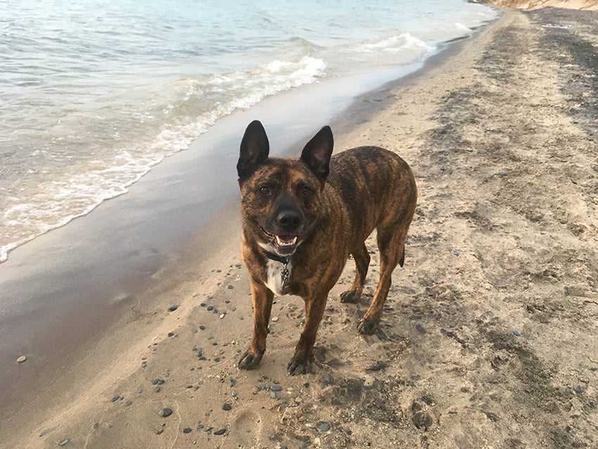 Camping with Your Dog: Tips and Advice