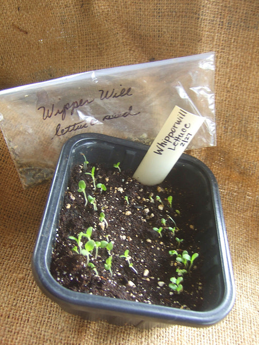 A Seed Saving Story: Grandmother's Long-Lost Lettuce