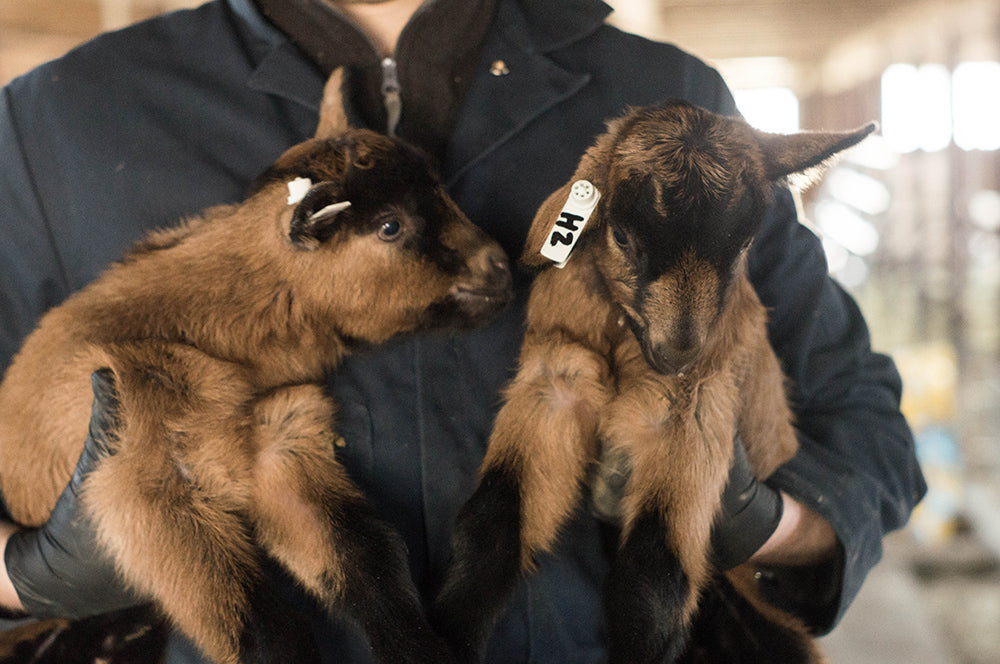 Kidding Season in Full Swing on Vermont Farm