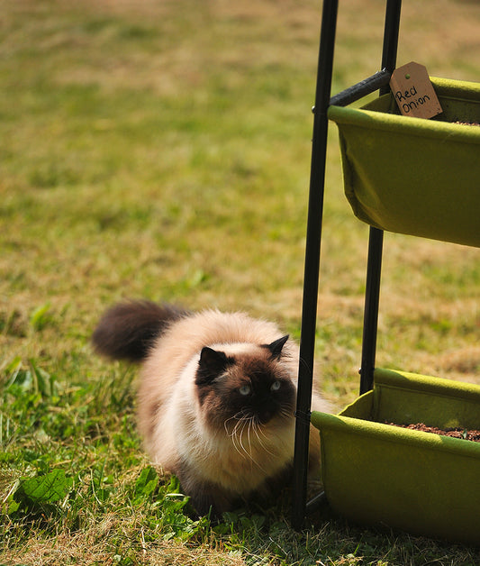 Kayla, Koda and Carrots: Seedlings